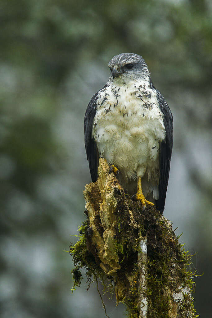 Image of Gray-backed Hawk