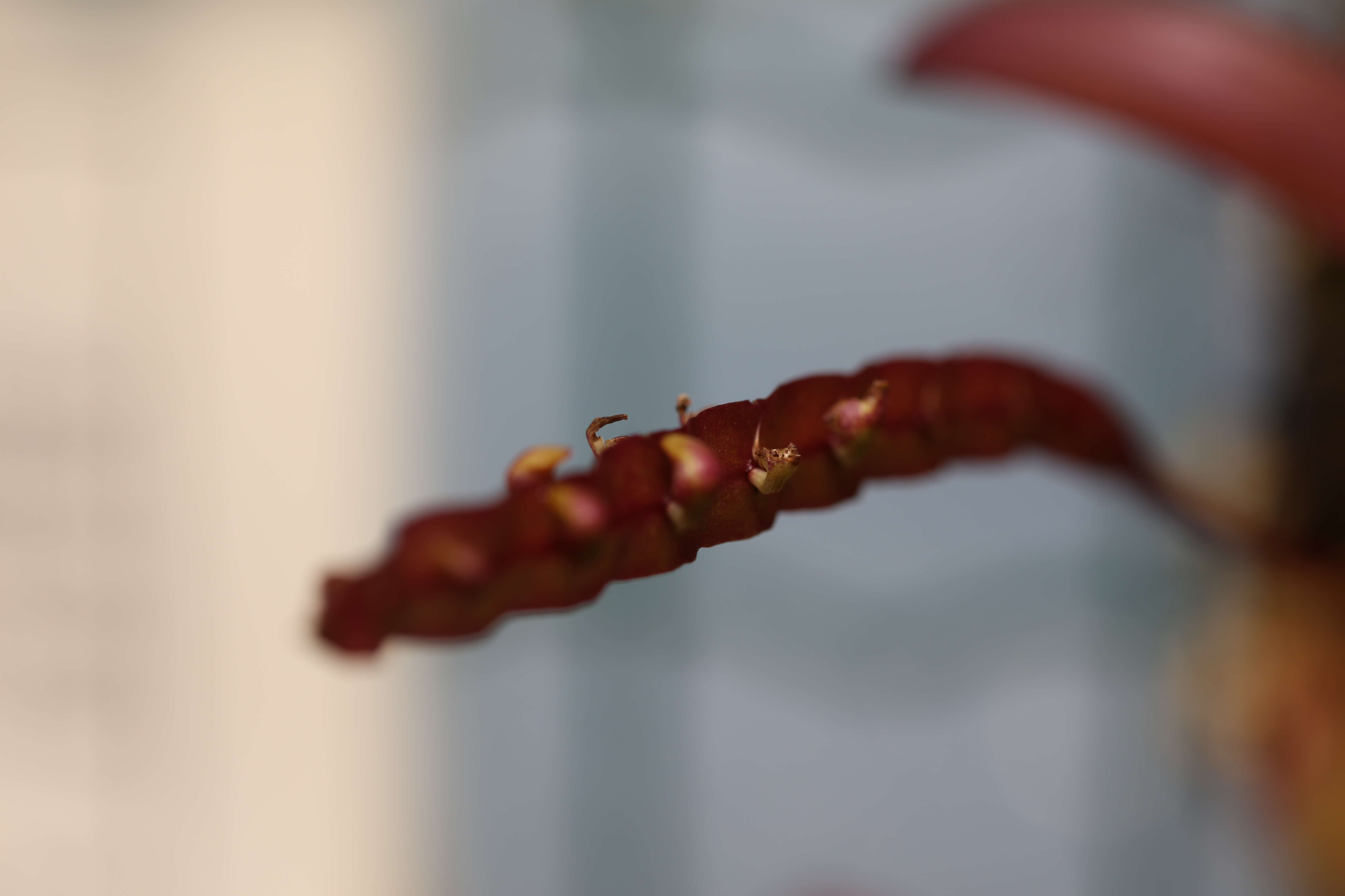 Image of Bulbophyllum falcatum (Lindl.) Rchb. fil.