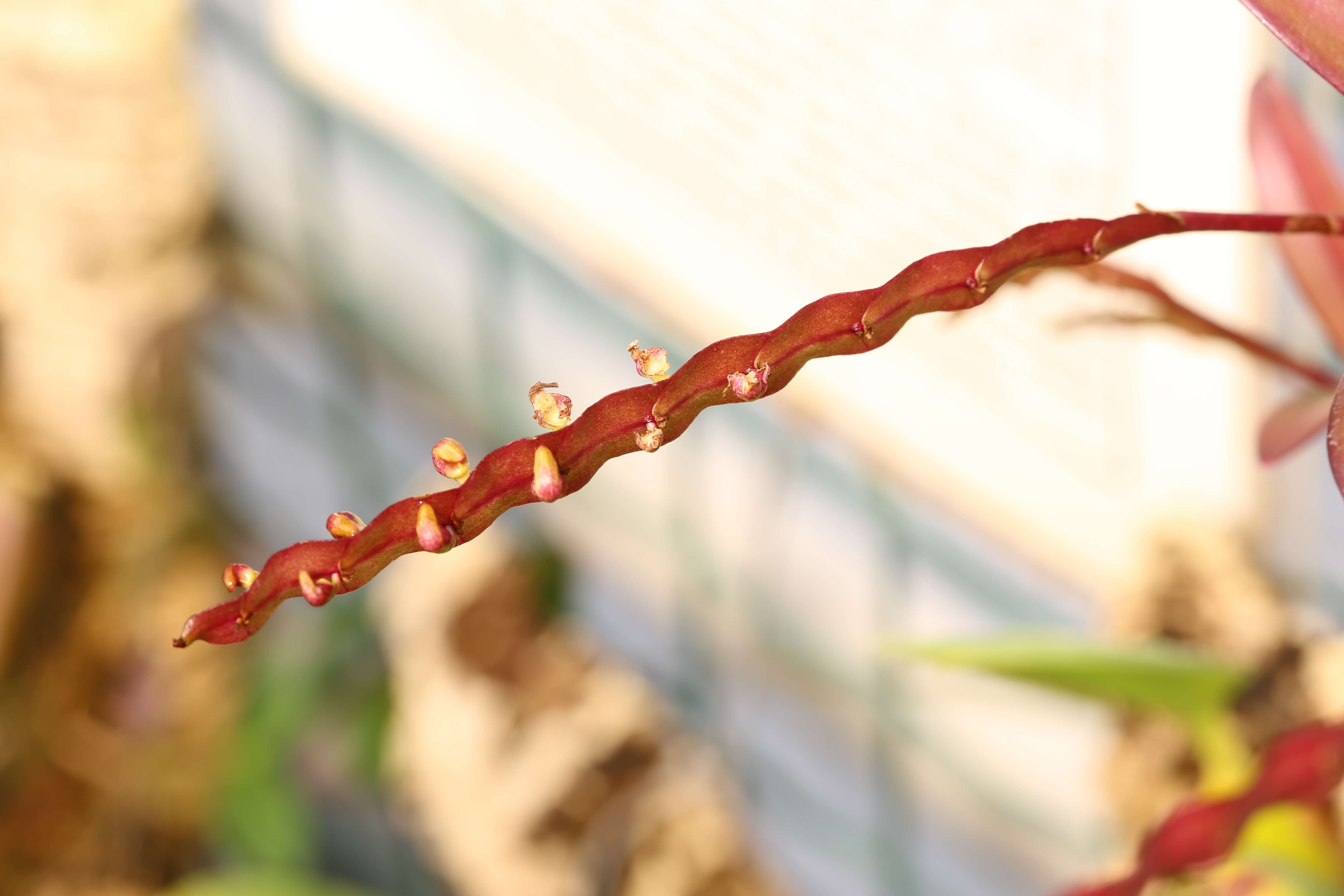 Image de Bulbophyllum falcatum (Lindl.) Rchb. fil.