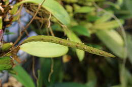 Image of Bulbophyllum falcatum (Lindl.) Rchb. fil.