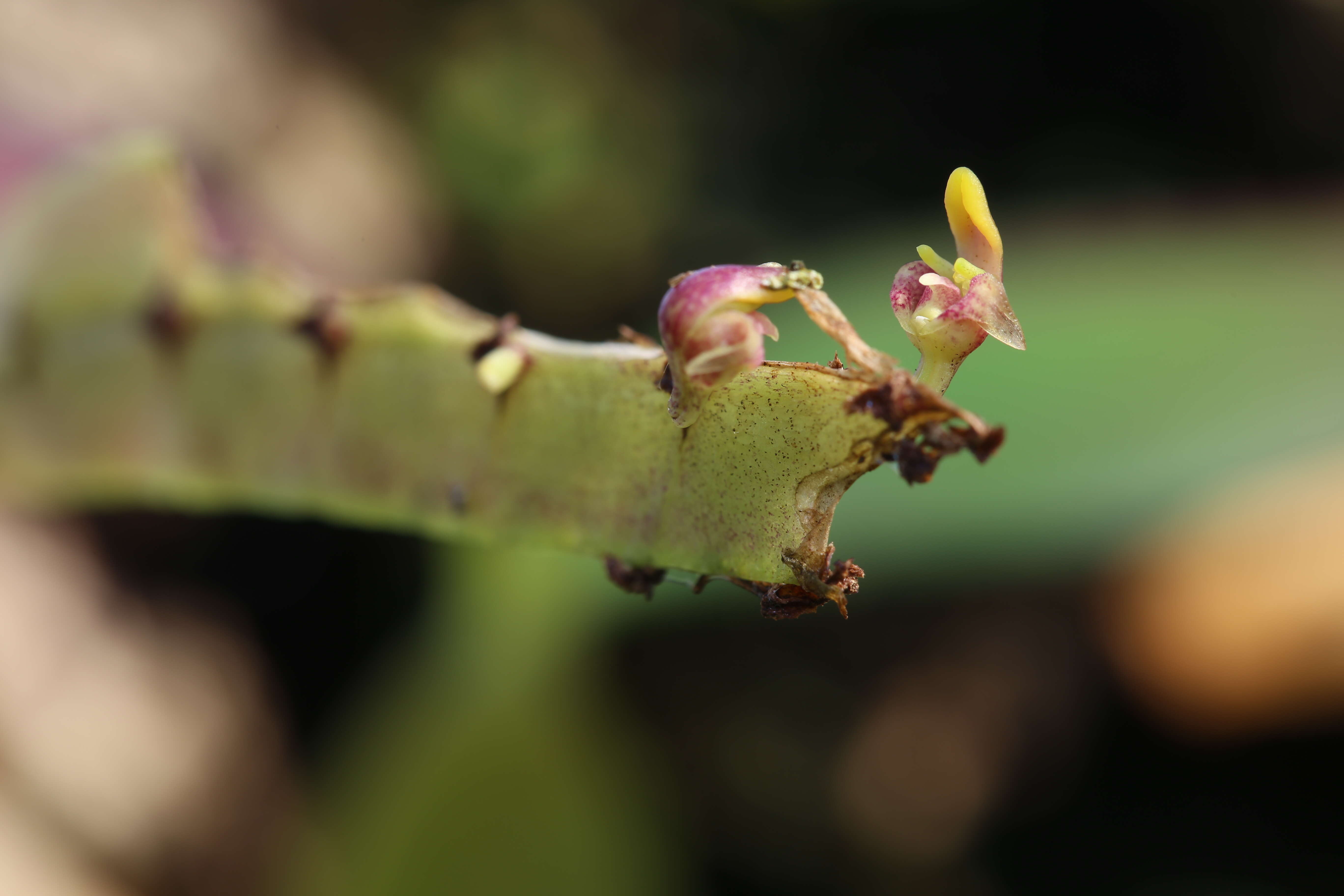 Image of Bulbophyllum falcatum (Lindl.) Rchb. fil.