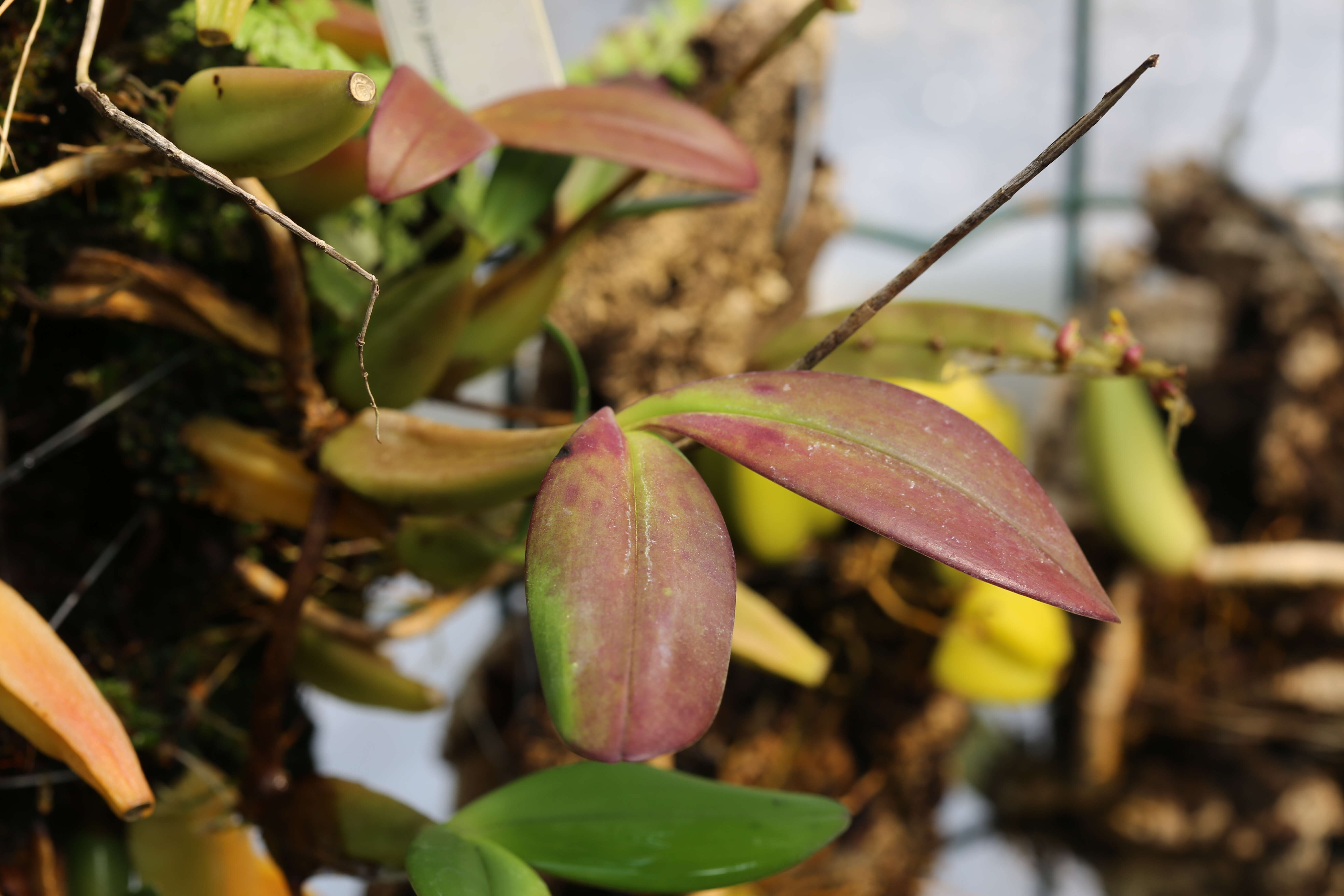 Image of Bulbophyllum falcatum (Lindl.) Rchb. fil.