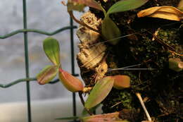Image of Bulbophyllum falcatum (Lindl.) Rchb. fil.