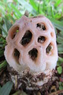 Image of Clathrus transvaalensis Eicker & D. A. Reid 1990