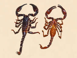 Image of Asian Forest Scorpion