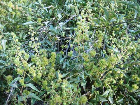 Image of triangle bur ragweed