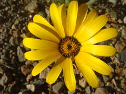 Image of Double Namaqua marigold