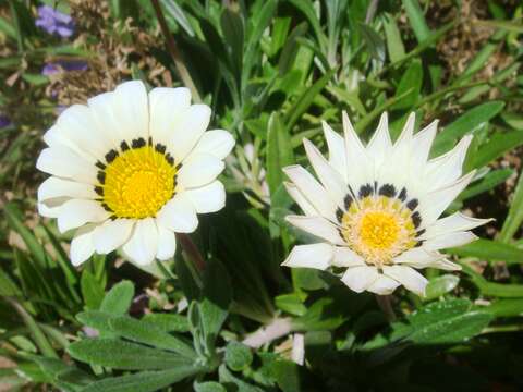 Image of African daisy