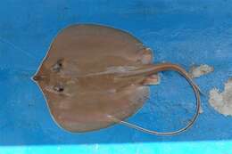 Image of Daisy stingray