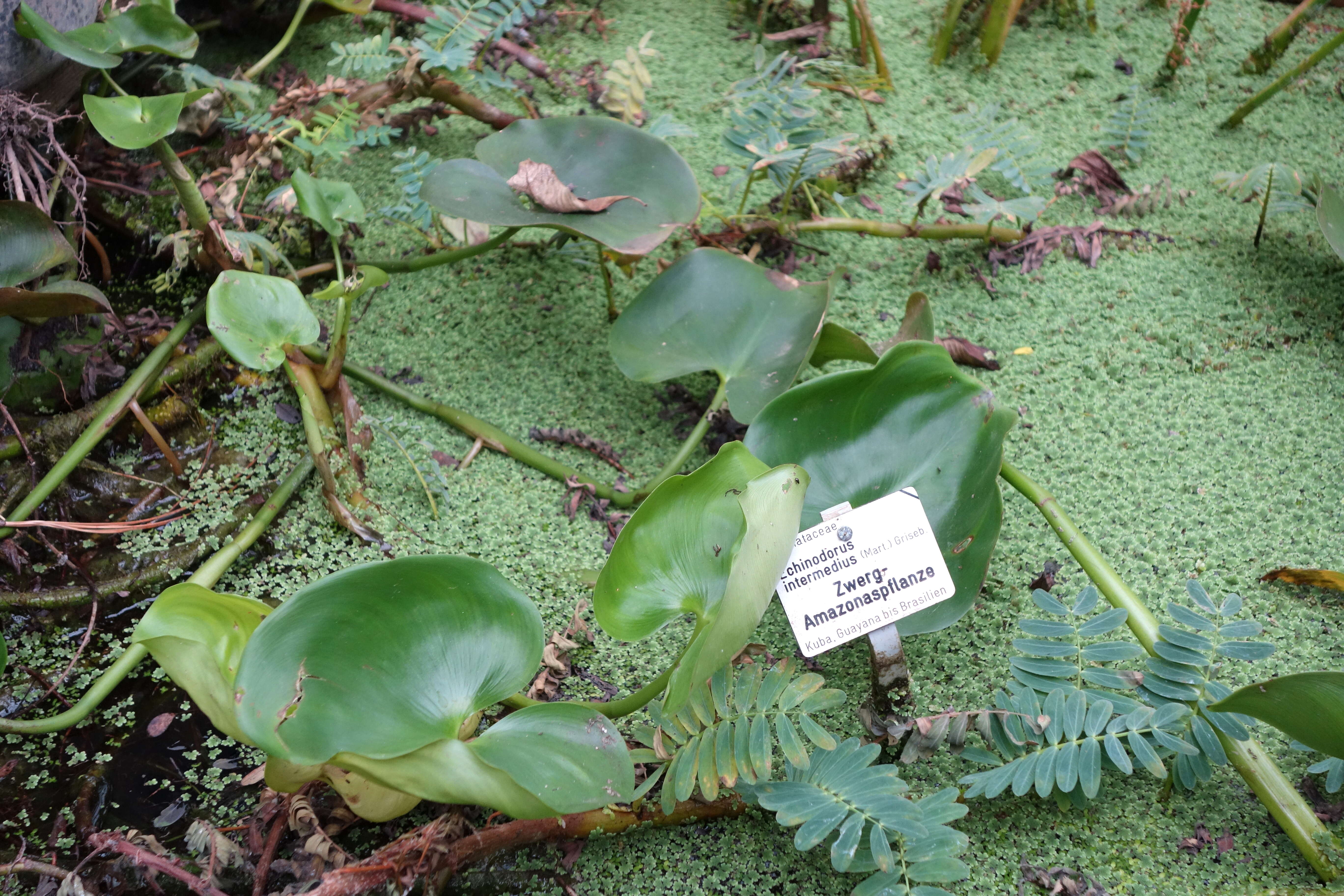 Image of Echinodorus subalatus (Mart. ex Schult. fil.) Griseb.