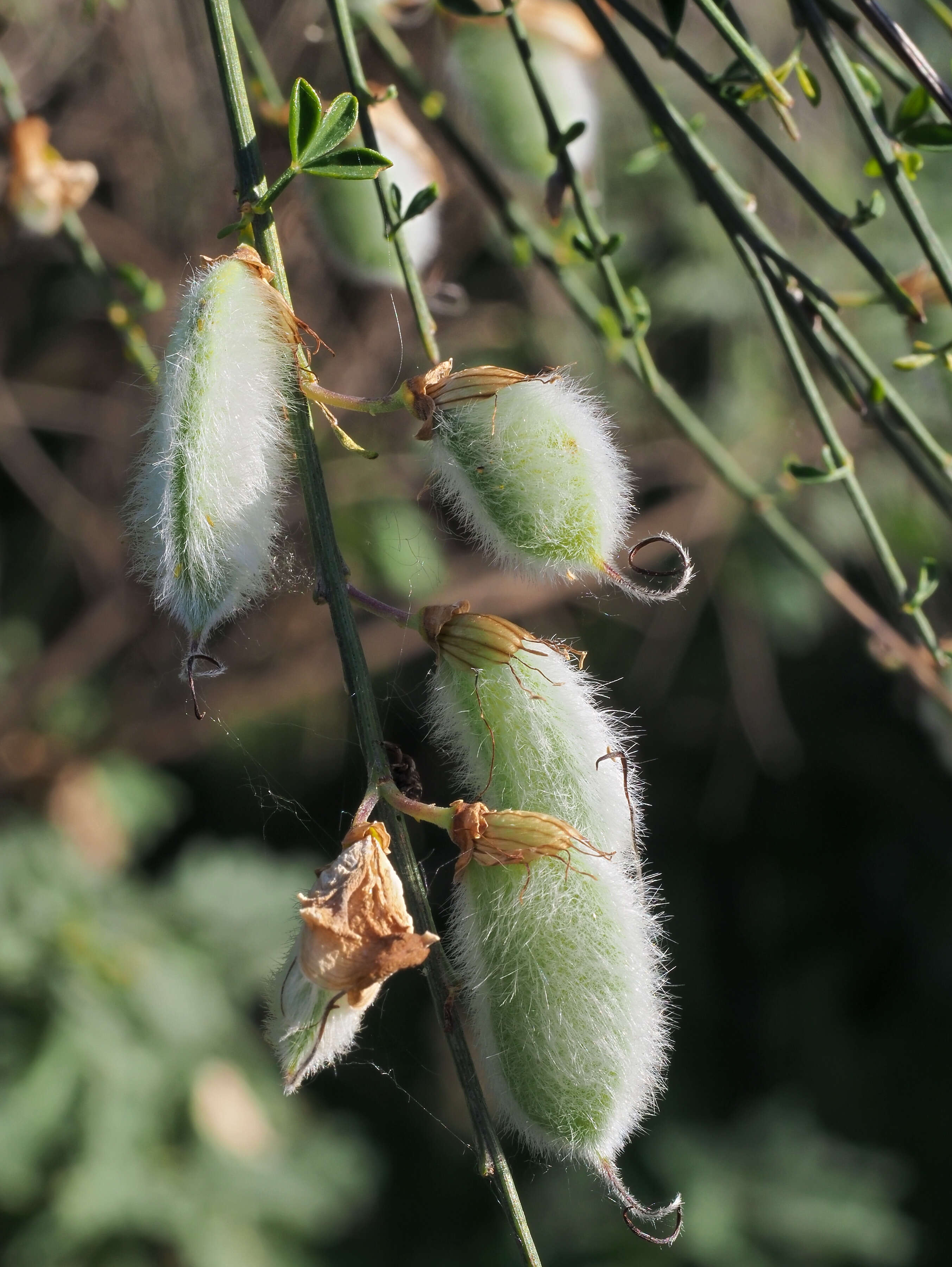 Image of striated broom