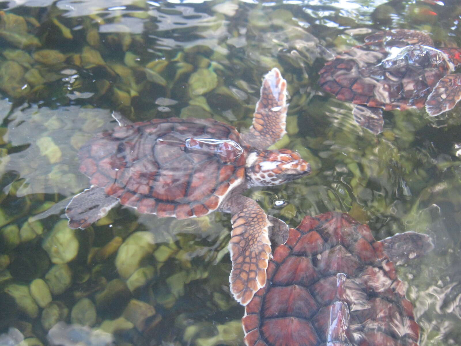 Image of Eretmochelys