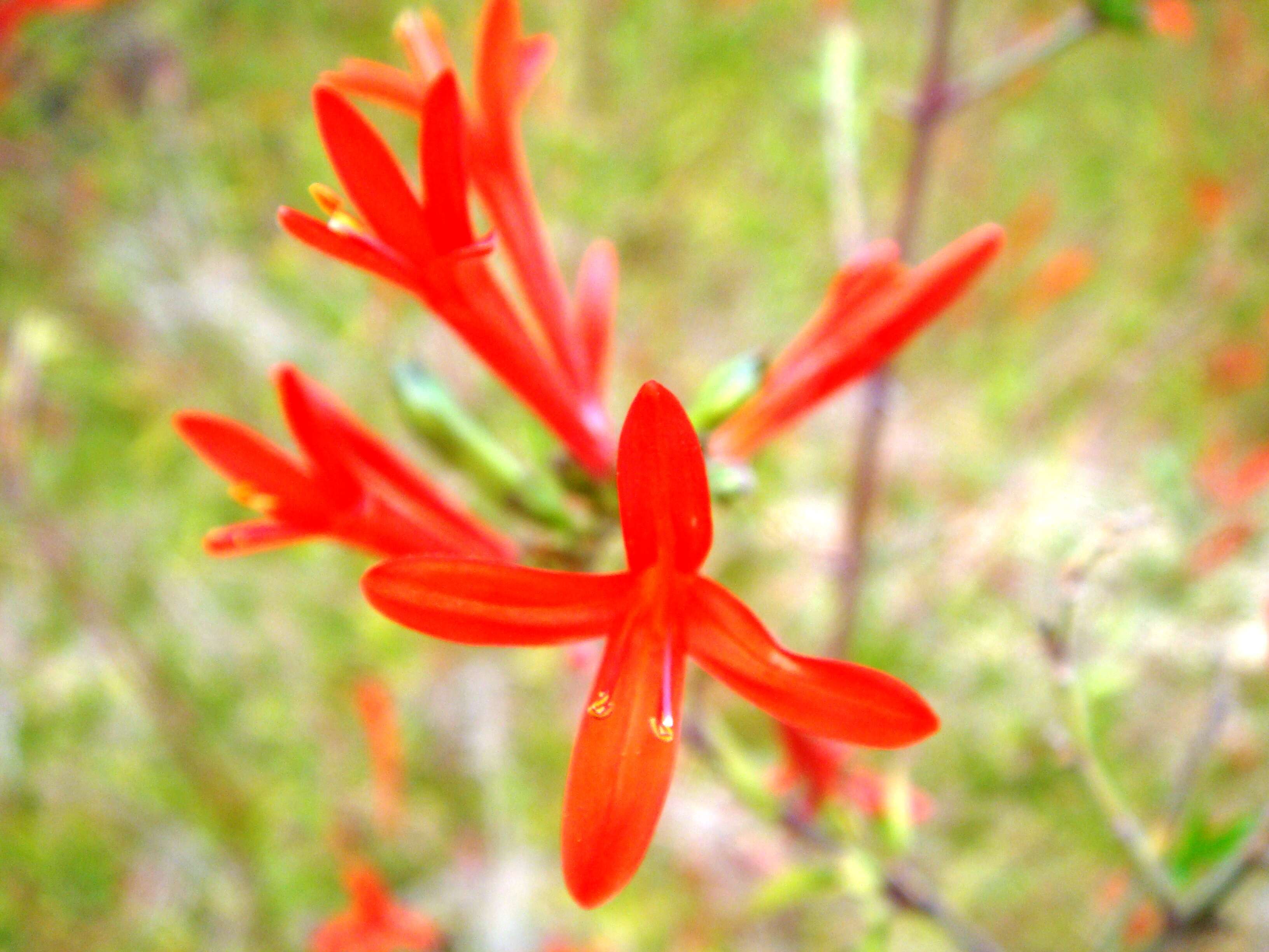 Anisacanthus quadrifidus (Vahl) Standl. resmi