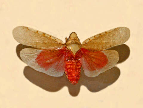 Omalocephala resmi