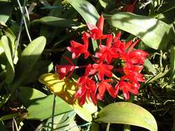 Image of Guarianthe aurantiaca (Bateman ex Lindl.) Dressler & W. E. Higgins