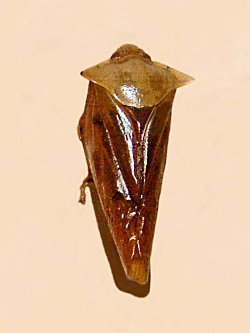 Image of Oxypeltarion acutum (Schmidt 1910)