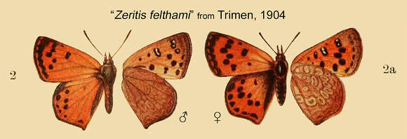 Слика од Chrysoritis felthami