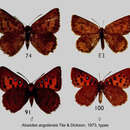 Aloeides angolensis Tite & Dickson 1973 resmi