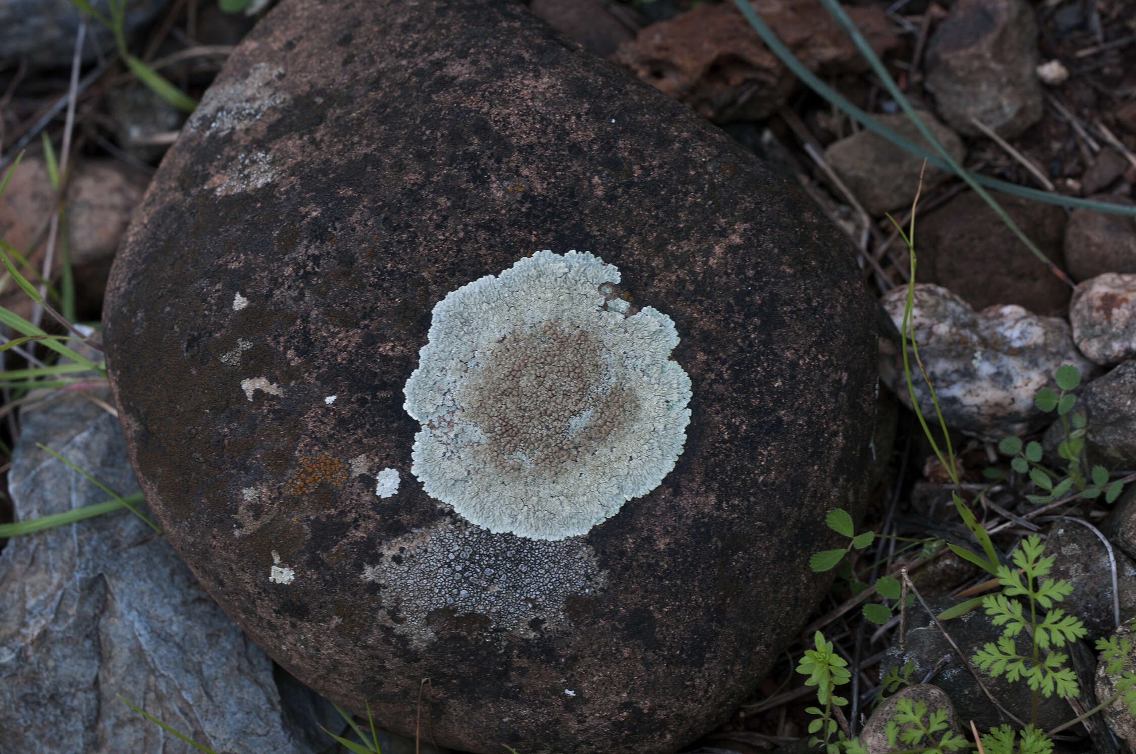 Image of Golden moonglow lichens