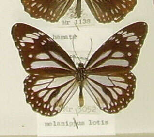 Image de Danaus (Anosia) melanippus Cramer 1777