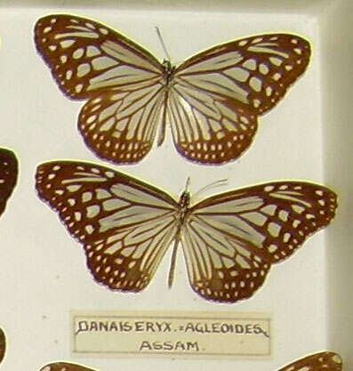 Image of Parantica agleoides Felder & Felder 1860