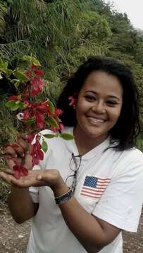 Слика од Medinilla waterhousei Seem.