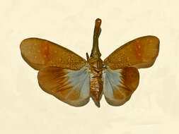 Image of Pyrops pythicus (Distant 1891)