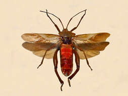 Image of Plectropoda cruciata (Dallas 1852)