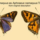 Слика од Cigaritis namaquus