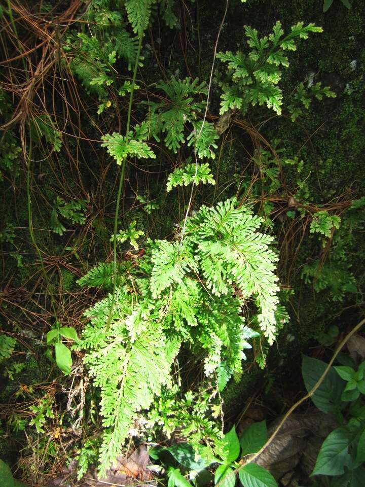 Image of Asian spikemoss