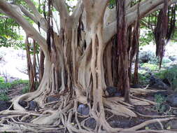 Image of Ficus vasta Forssk.