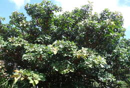 Image of Ficus vasta Forssk.