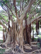 Image of Ficus vasta Forssk.