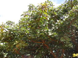 Image of Ficus vasta Forssk.