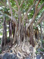 Image of Ficus vasta Forssk.