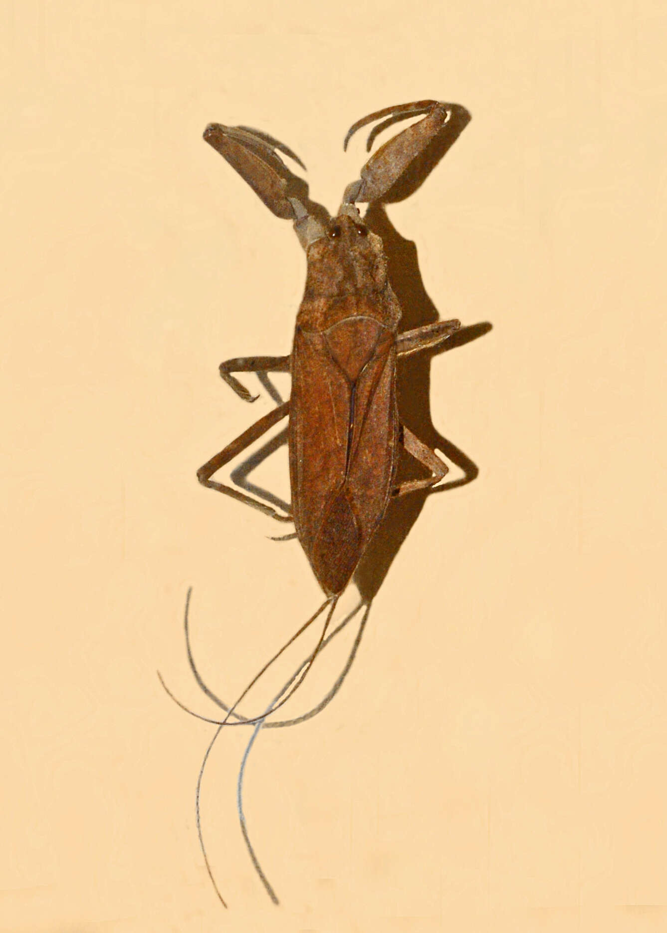 Image de Laccotrephes pfeiferiae (Ferrari 1888)