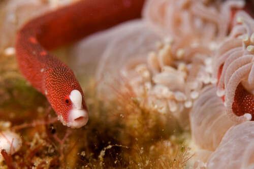 Image of Braun&#39;s pughead pipefish