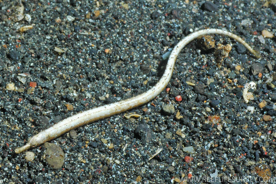 Image of Brock’s pipefish