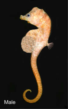 Image of Bullneck Seahorse