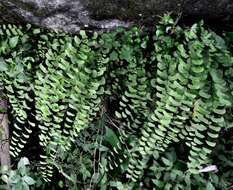 Image of Adiantum lunulatum Cav.