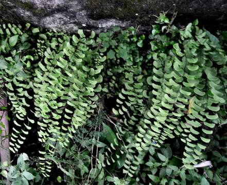 Image of Adiantum lunulatum Cav.