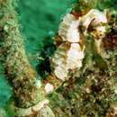 Image of Wing-spined Seahorse