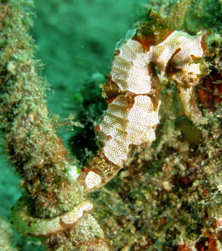 Image of Wing-spined Seahorse