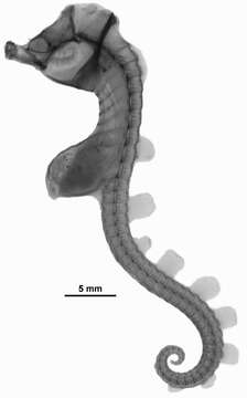 Image de Hippocampus paradoxus Foster & Gomon 2010