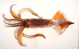 Image of European flying squid