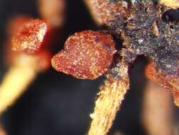 Image of Corallomycetella