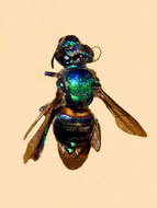 Image of Euglossa cordata (Linnaeus 1758)