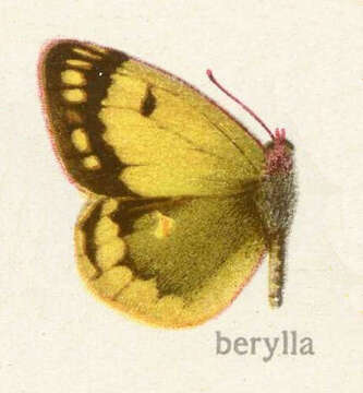 Image of Colias berylla Fawcett 1904