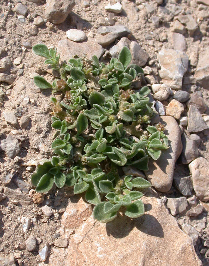 Image of Purslane-leaved aizoon