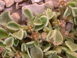 Image of Purslane-leaved aizoon